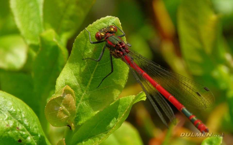 Large Red Damsel (Pyrrhosoma nymphula)